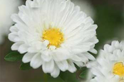 白菊花的功效 揭白菊花的食用方法
