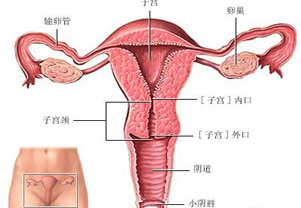 正常子宮大小 子宮保健的五大常識