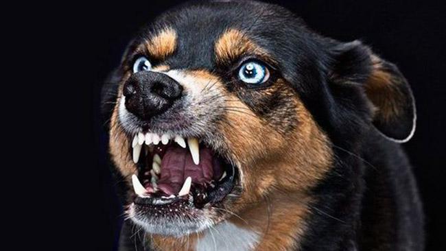 可怕的疾病狂犬病的早期症状是什么