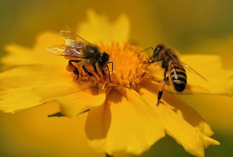 花粉的功效与作用 食用功效调节神经系统