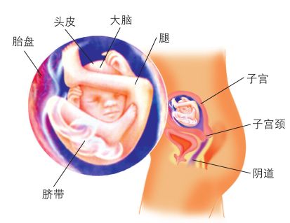 懷孕五個月