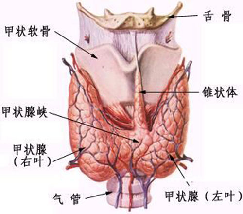 甲亢的早期症状