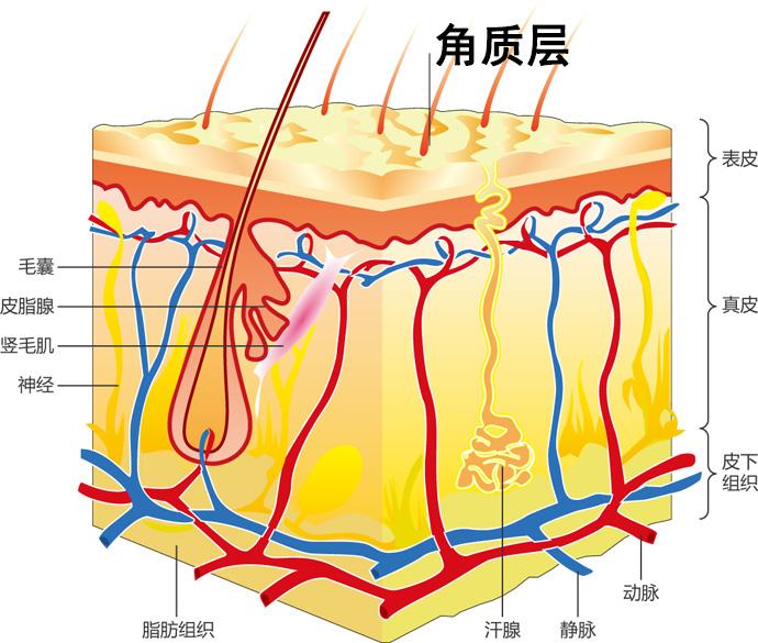 角质层是什么