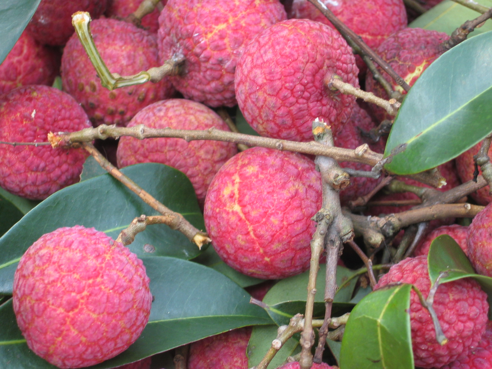 南國四大果品之荔枝的營養價值你知道嗎