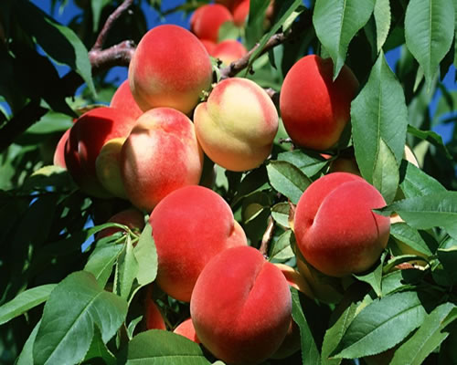 桃子的营养价值，可治疗多种疾病