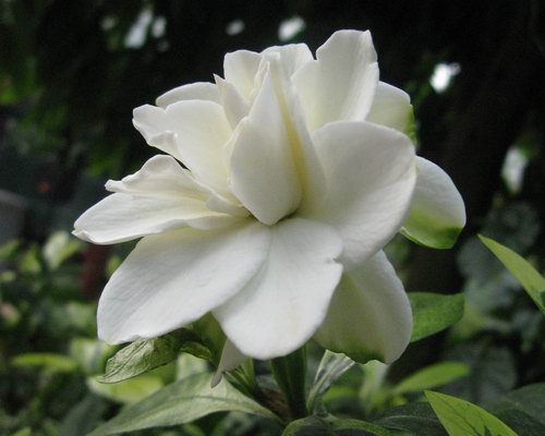 槐花茶的功效与作用，可治疗多种疾病