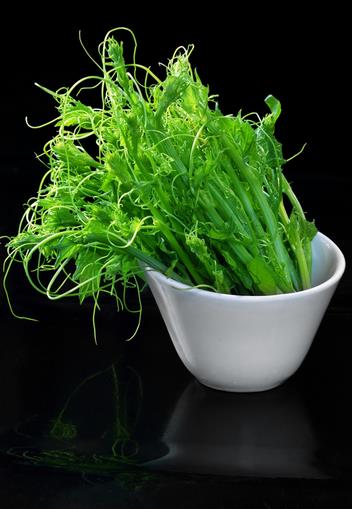 新兴的珍稀海洋蔬菜——龙须菜