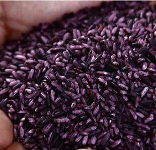 俗称紫珍珠的紫米的功效与营养价值你知道吗