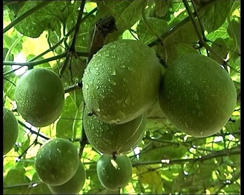 夏季如何养生，可预防多种疾病