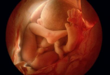 懷孕四個月胎兒圖 四個月的胎兒發育狀況