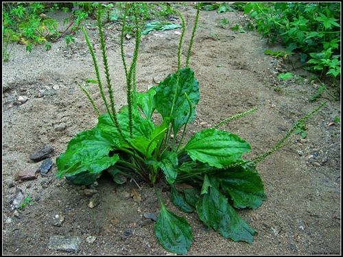 车前草功效及车前草最佳食用方法介绍