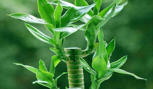水养富贵竹叶子发黄怎么办 导致富贵竹叶子发黄的原因