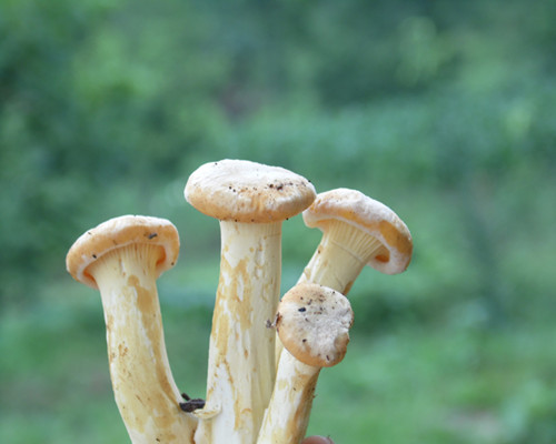 茶樹菇的營養價值，可治療多種疾病