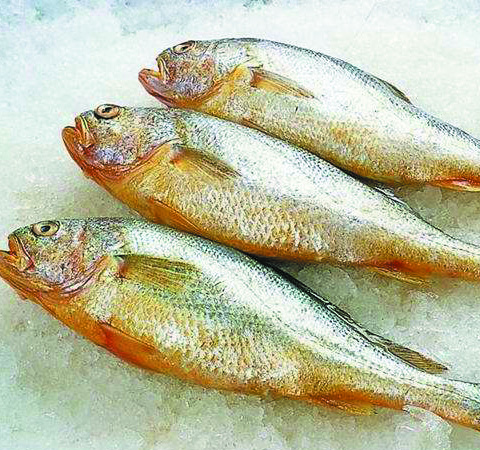 如何做黄花鱼 黄花鱼的营养价值和功效介绍
