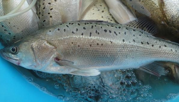 清蒸鲈鱼的做法 鲈鱼的营养价值及功效与作用都有哪些