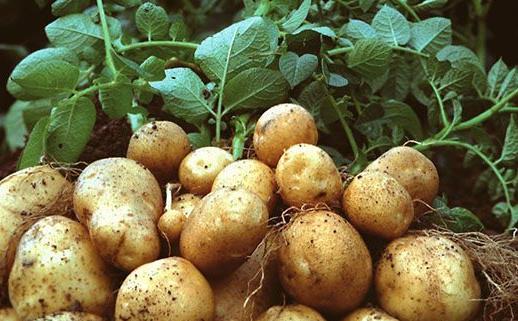 土豆怎么做好吃