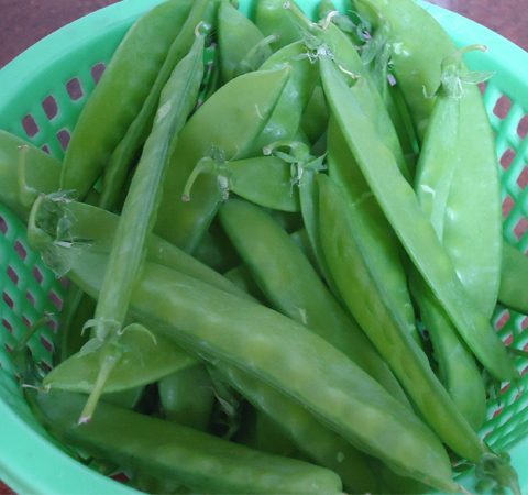 生津止渴 荷兰豆的功效和清炒荷兰豆做法介绍