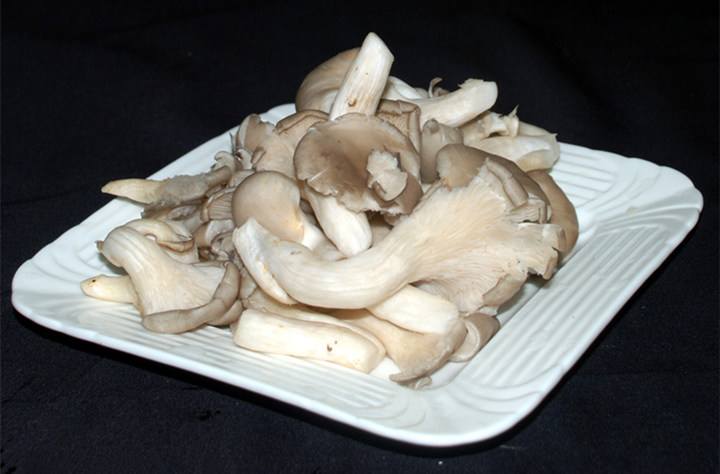 常见的菌类之一  平菇的做法 
