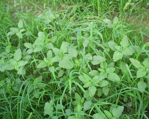 茼蒿菜，营养价值很高的植物