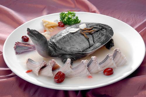 甲鱼的做法大全 甲鱼有很高的营养价值