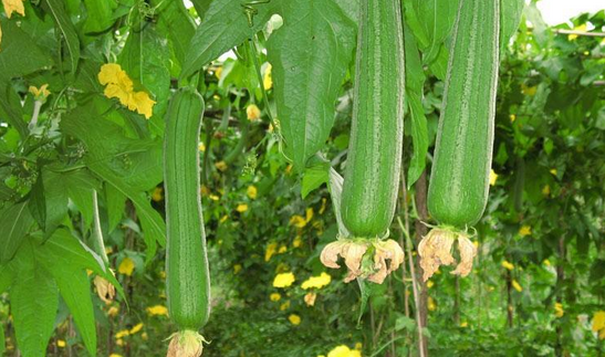 絲瓜的做法大全 常吃絲瓜的好處
