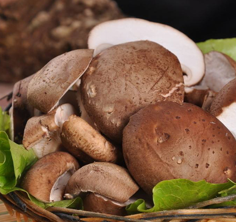 延缓衰老 香菇的功效作用与香菇菜谱介绍