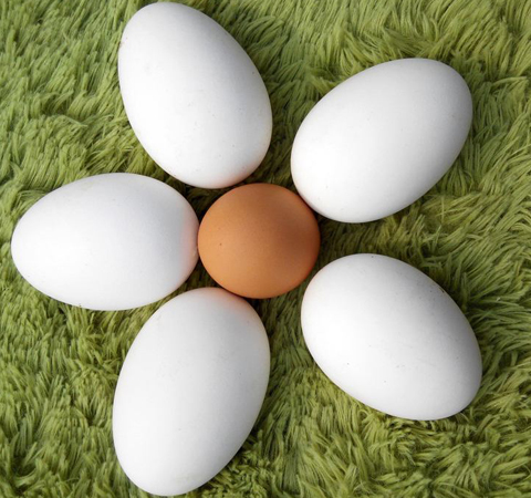 健身御寒 鹅蛋的功效和鹅蛋的做法介绍