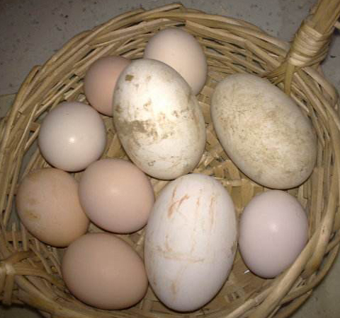 鹅蛋怎么做好吃 鹅蛋的功效和做法介绍