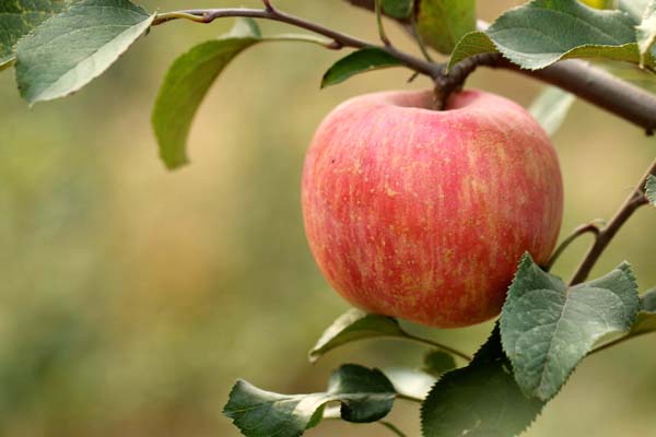 什么时候吃苹果好 怎么吃苹果才健康