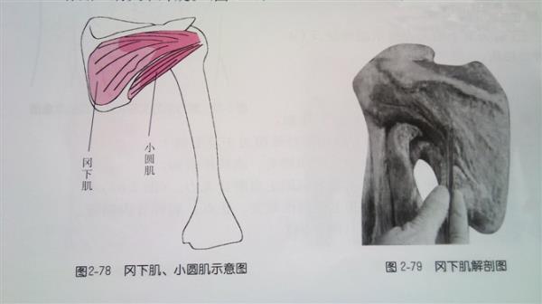 儿童肩胛骨疼痛原因详解及诊断治疗方法