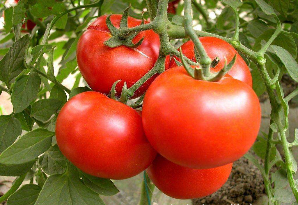 西红柿祛斑的小窍门 让你肌肤从此不再有斑