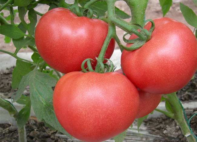 西红柿祛斑的小窍门 让你肌肤从此不再有斑