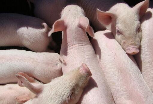 猪流感症状 感染猪流感的途径以及防护措施