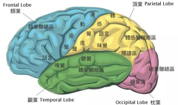 对宝宝进行大脑开发让你的宝宝聪明无比