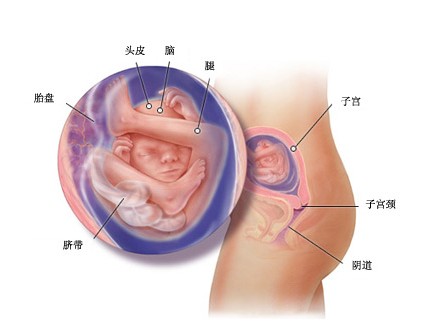 胎儿打嗝的原因 胎儿打嗝正常吗