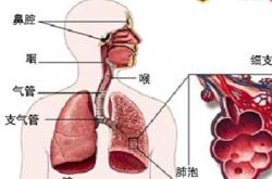 呼吸道病毒 预防呼吸道疾病的方法