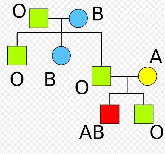 血型与遗传 宝宝的血型由父母的基因决定