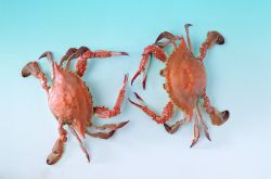 海蟹的兩種家常做法 哪種人不宜吃海蟹