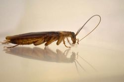 蟑螂怕什么味道 消灭蟑螂最有效的方法推荐