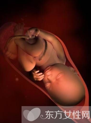 科普知识36周胎儿发育情况 胎儿发育指标
