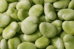 蚕豆的功效与作用及禁忌 蚕豆营养美味做法推荐