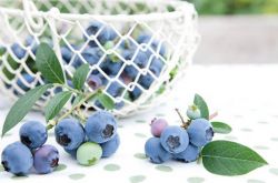 蓝莓的营养价值及功效 蓝莓吃多了后果很严重哦