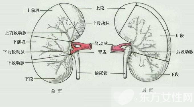 肾盂肾炎症状与治疗日常要多吃这些食物哦 东方女性网