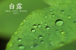 白露养生保健指南 衣食住行这些要注意