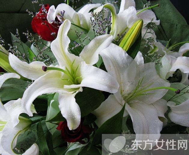 香水百合花语是什么美丽的香水百合居然有毒 东方女性网