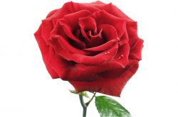 33朵玫瑰代表什么 玫瑰花的花语是什么