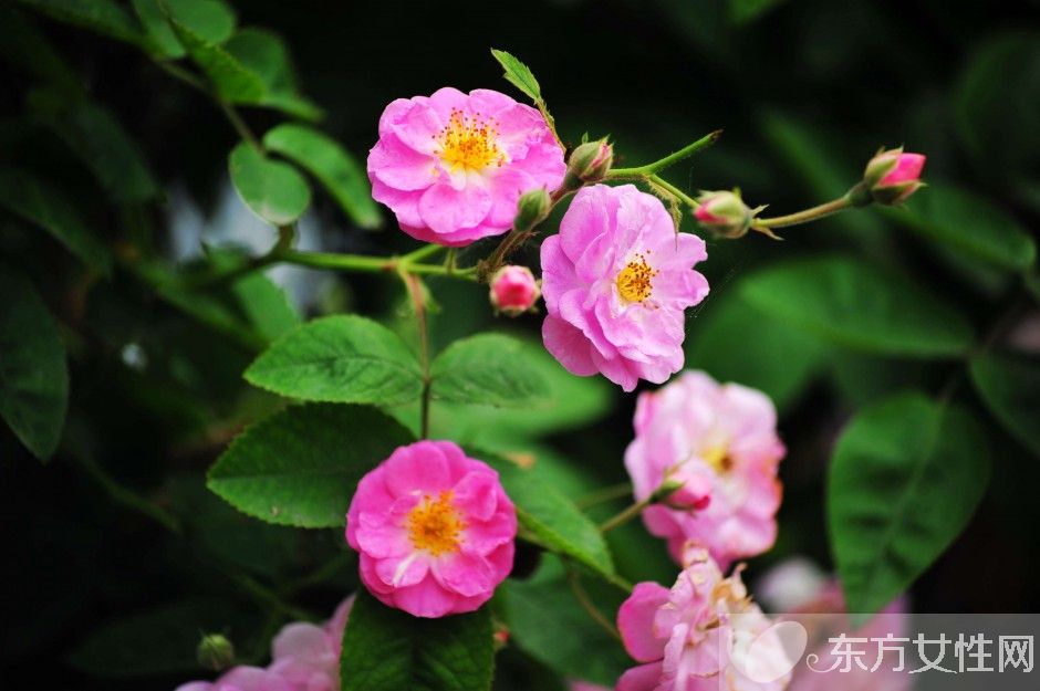 野蔷薇花语是什么? 野蔷薇栽培种植技巧揭秘!