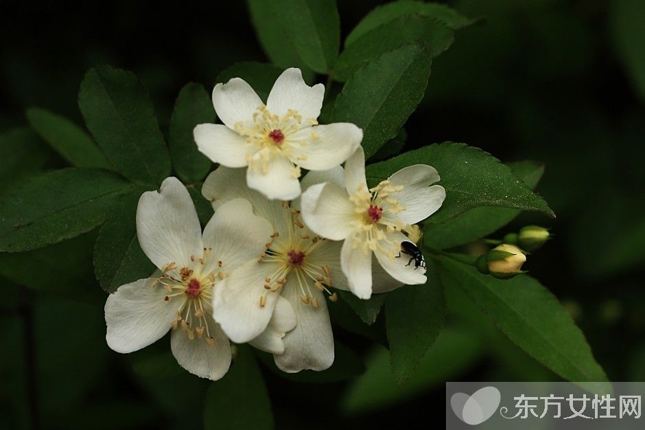 野蔷薇花语是什么? 野蔷薇栽培种植技巧揭秘!