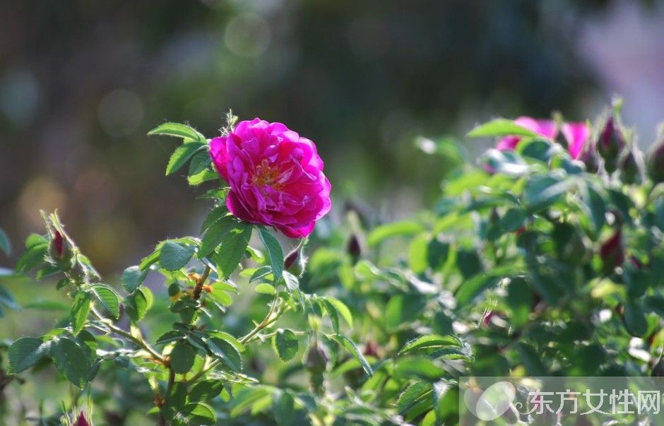 野蔷薇花语是什么? 野蔷薇栽培种植技巧揭秘!