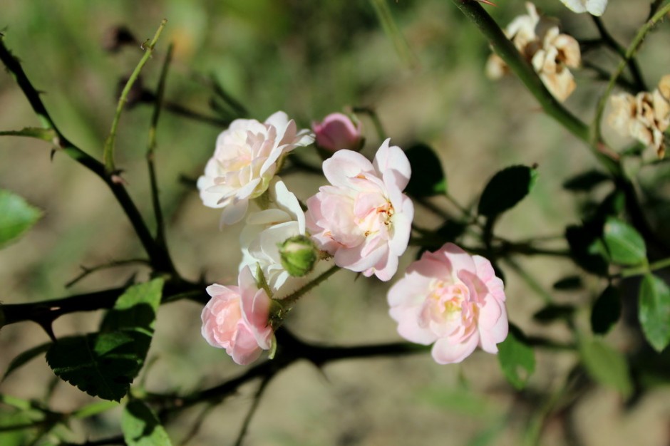 野蔷薇花语是什么? 野蔷薇栽培种植技巧揭秘!